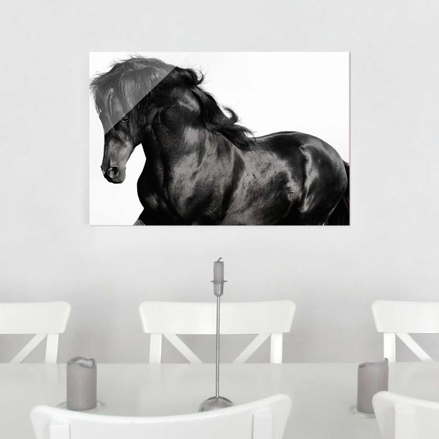 Glasbilleder sort og hvid Arabian Stallion