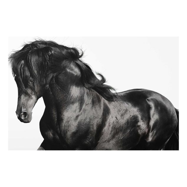 Billeder sort og hvid Arabian Stallion