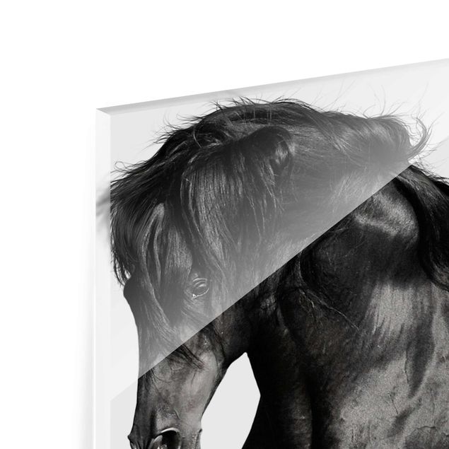 Glas magnettavla Arabian Stallion
