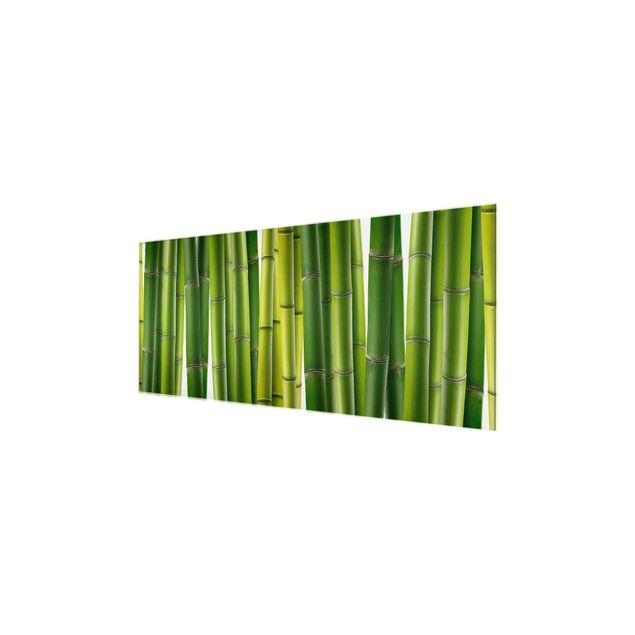 Billeder bambus Bamboo Plants