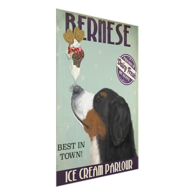 Billeder moderne Bernese Mountain Dog With Ice