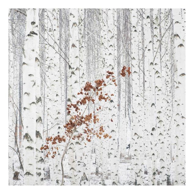 Glasbilleder sort og hvid Birch Trees In Autumn