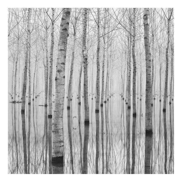 Glasbilleder sort og hvid Birches In November