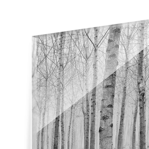 Billeder moderne Birches In November
