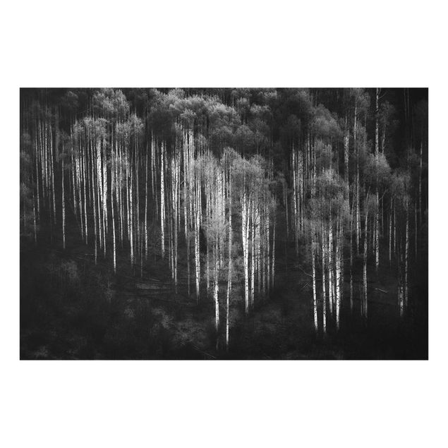 Glasbilleder sort og hvid Birch Forest In Aspen