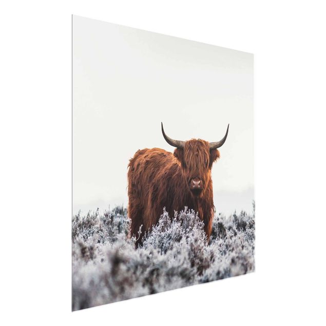 Billeder dyr Bison In The Highlands