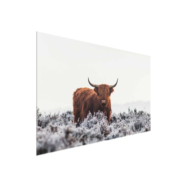 Billeder dyr Bison In The Highlands