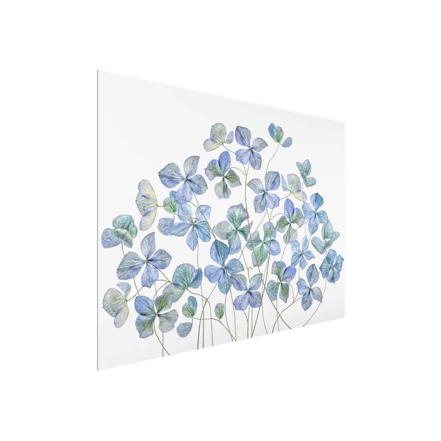 Billeder blomster Blue Hydrangea Flowers