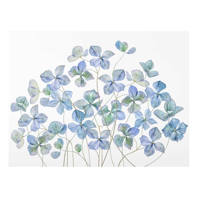 Billeder blå Blue Hydrangea Flowers