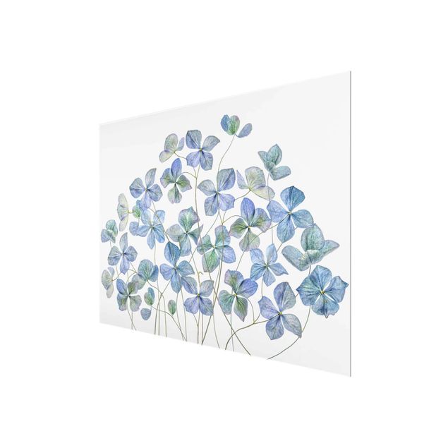 Billeder Blue Hydrangea Flowers