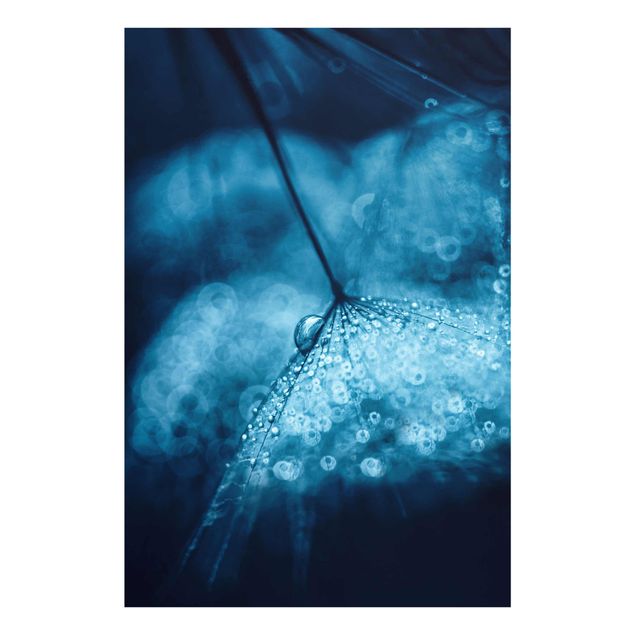 Billeder blomster Blue Dandelion In The Rain
