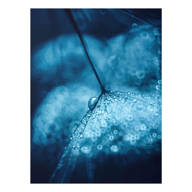 Billeder blomster Blue Dandelion In The Rain