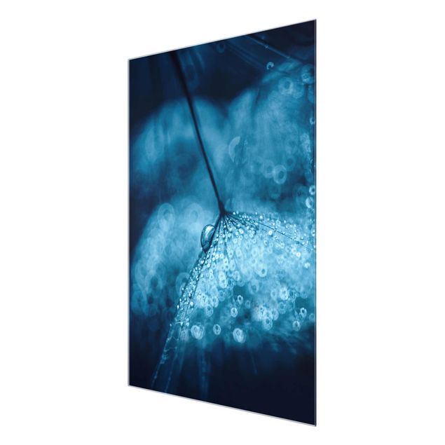 Billeder blå Blue Dandelion In The Rain