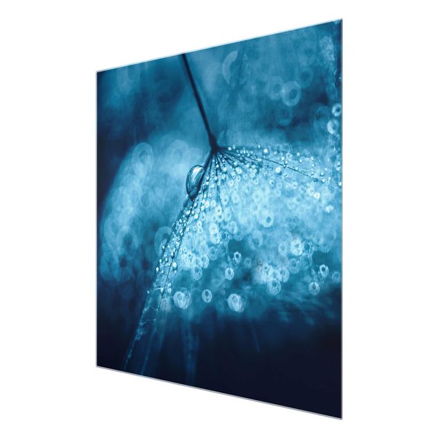 Billeder blå Blue Dandelion In The Rain