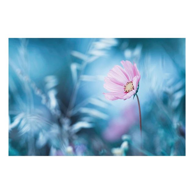 Billeder lilla Bloom In Pastel