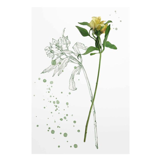 Billeder Botanical Watercolour - Lily