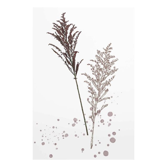 Billeder Botanical Watercolour - Fescue Reed