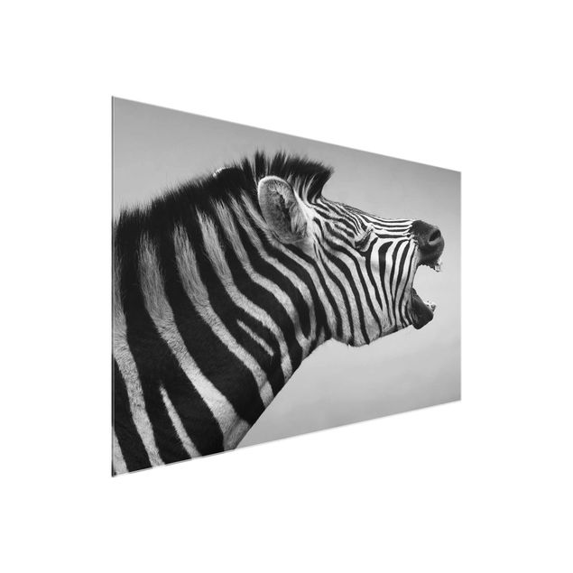 Glasbilleder dyr Roaring Zebra ll