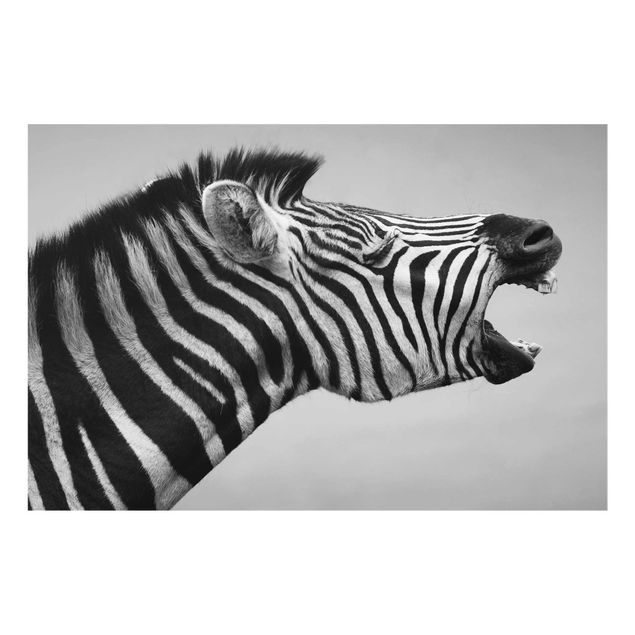 Billeder Afrika Roaring Zebra ll