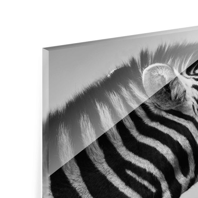 Glas magnettavla Roaring Zebra ll