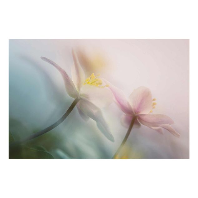 Billeder lilla Wood anemone