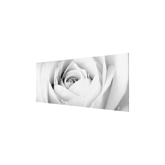 Glasbilleder sort og hvid Close Up Rose