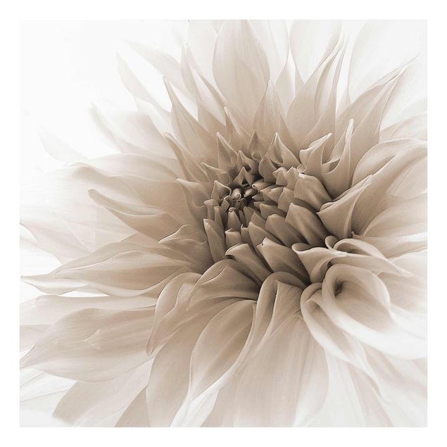 Billeder sort og hvid Graceful Dahlia