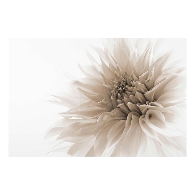 Billeder sort og hvid Graceful Dahlia