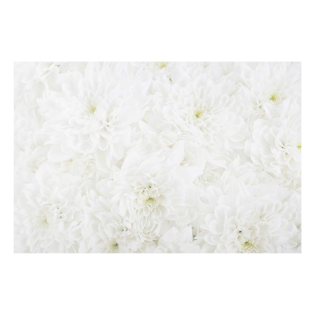 Billeder blomster Dahlias Sea Of Flowers White