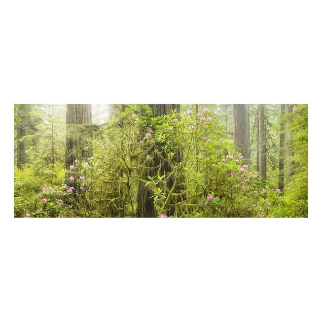 Billeder natur Del Norte Coast Redwoods State Park California