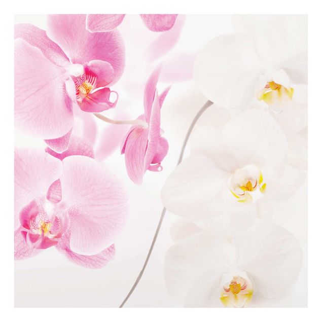 Glasbilleder blomster Delicate Orchids