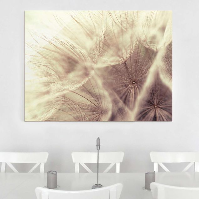 Glasbilleder blomster Detailed Dandelion Macro Shot With Vintage Blur Effect
