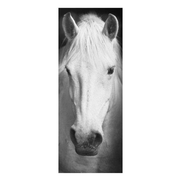 Billeder sort og hvid Dream Of A Horse