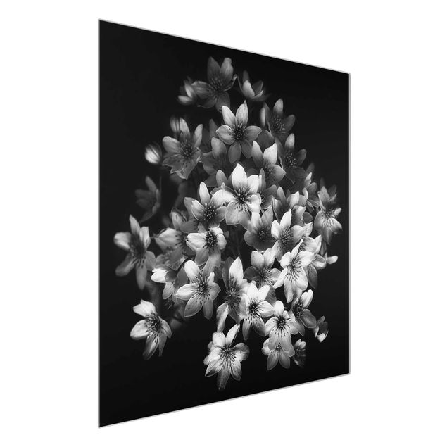 Billeder blomster Dark Clematis Bunch