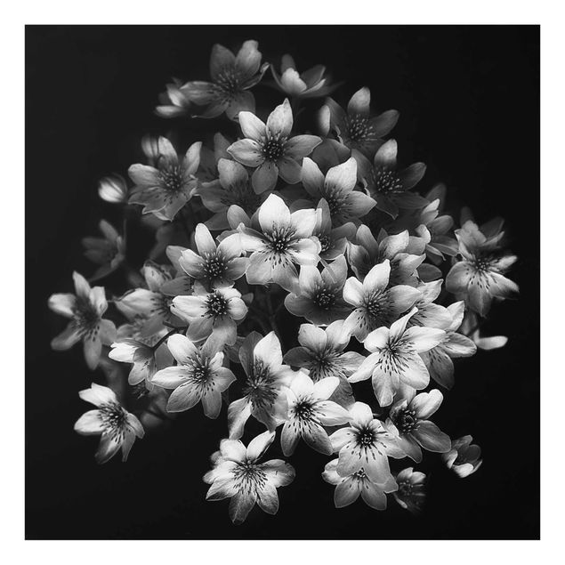 Billeder sort og hvid Dark Clematis Bunch