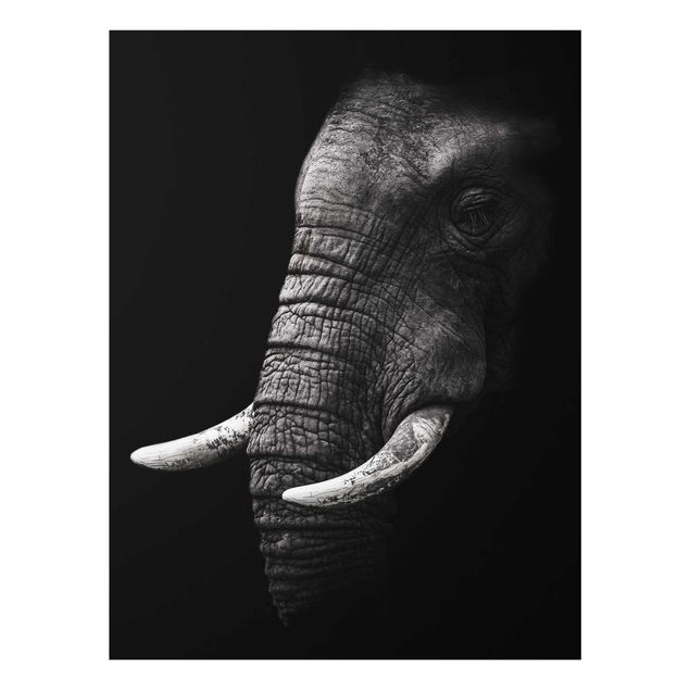 Glasbilleder sort og hvid Dark Elephant Portrait