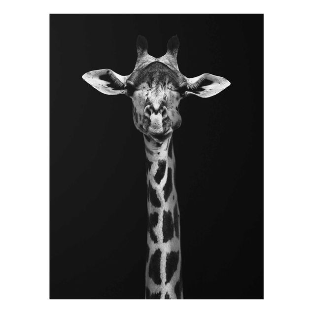 Billeder Afrika Dark Giraffe Portrait