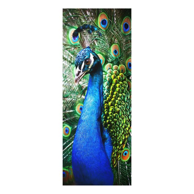 Billeder blå Noble Peacock