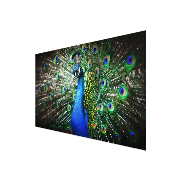Billeder Noble Peacock