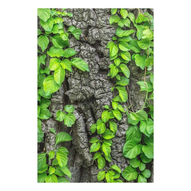 Glasbilleder blomster Ivy Tendrils Tree Bark