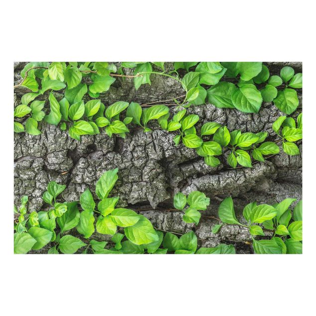 Glasbilleder blomster Ivy Tendrils Tree Bark