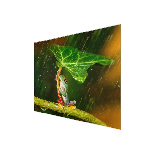Billeder Frog In The Rain