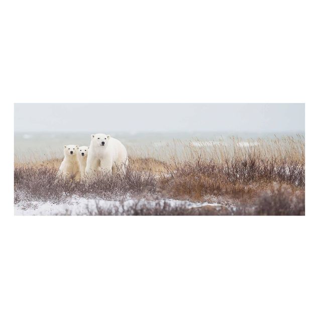 Billeder dyr Polar Bear And Her Cubs