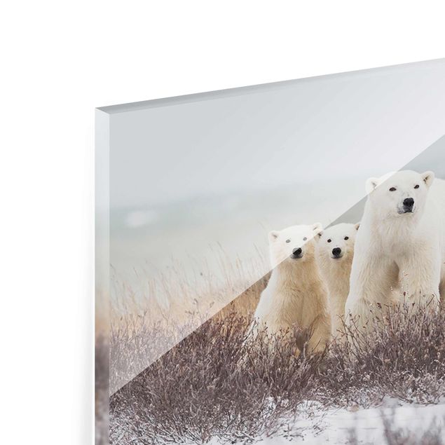Glas magnettavla Polar Bear And Her Cubs
