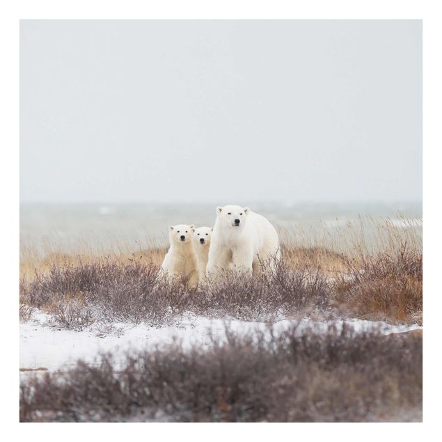 Billeder dyr Polar Bear And Her Cubs