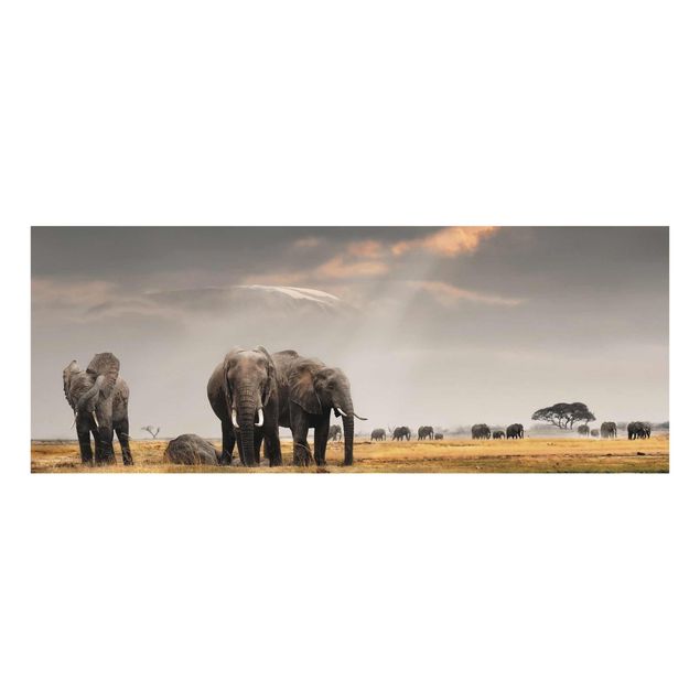 Glasbilleder dyr Elephants in the Savannah