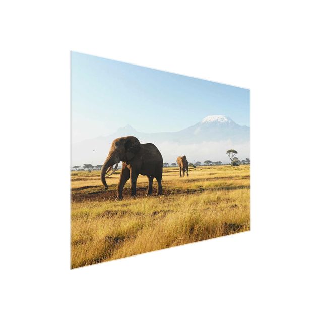 Glasbilleder landskaber Elephants In Front Of The Kilimanjaro In Kenya