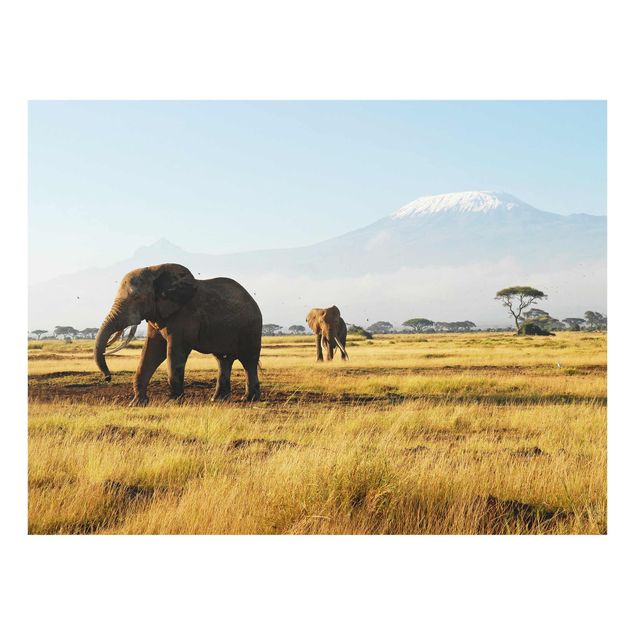 Glasbilleder dyr Elephants In Front Of The Kilimanjaro In Kenya