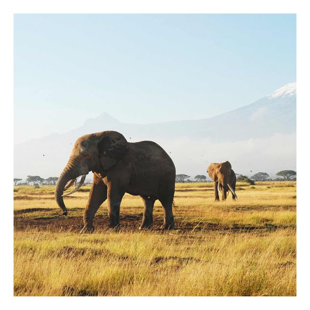 Glasbilleder dyr Elephants In Front Of The Kilimanjaro In Kenya