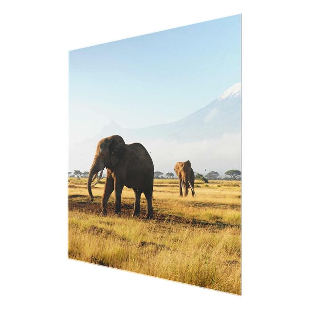 Billeder natur Elephants In Front Of The Kilimanjaro In Kenya